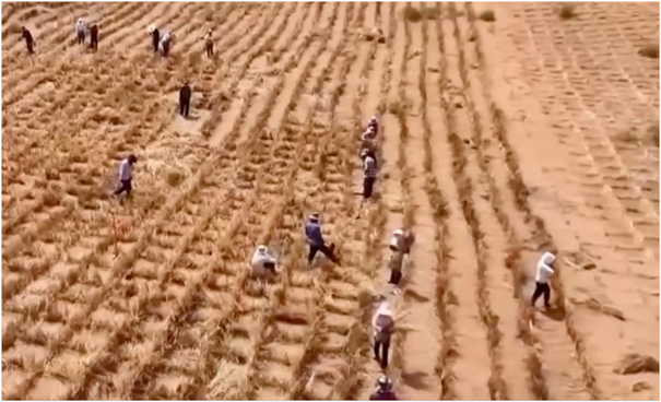 Anlegen von Strohkaros, Voraussetzung für die Bepflanzung mit widerstandsfähigen Sträuchern wie Saxaul.